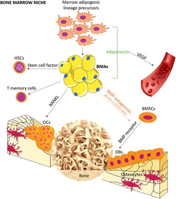 Role of bone marrow adipocytes in bone metastasis development and progression: a systematic review